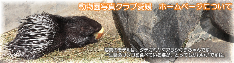 お問い合わせやホームページについて
