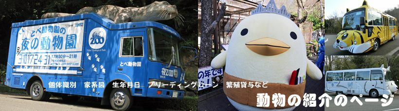 とべ動物園動物紹介個体識別家系図生年月日ブリーディングローン繁殖貸与