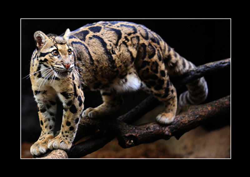 のいち動物公園「第22回 写真コンテスト」で銀賞