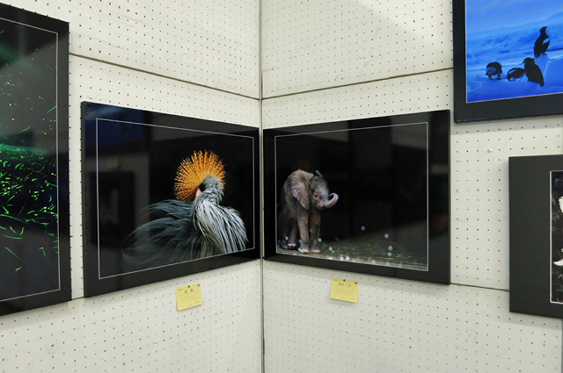 ぼーちゃんさんさんが、第62回秋季県展にて入選しました。