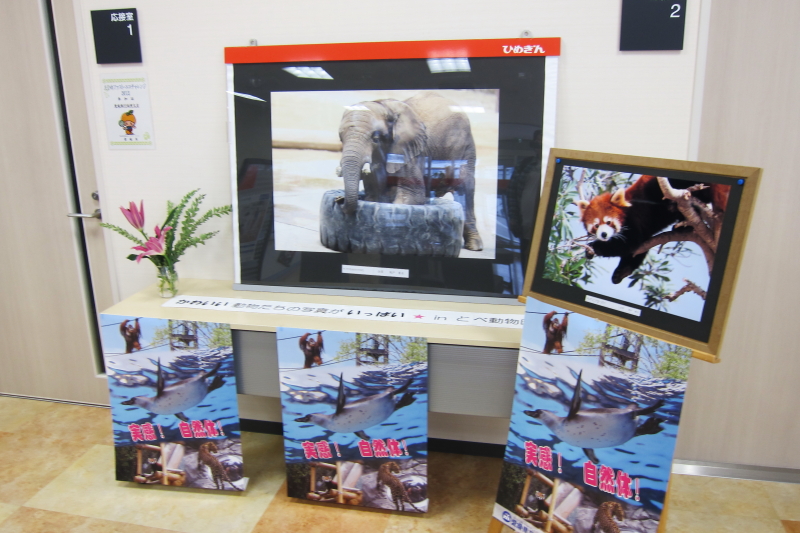 愛媛銀行砥部支店さんにてとべ動物園写真展開催です。