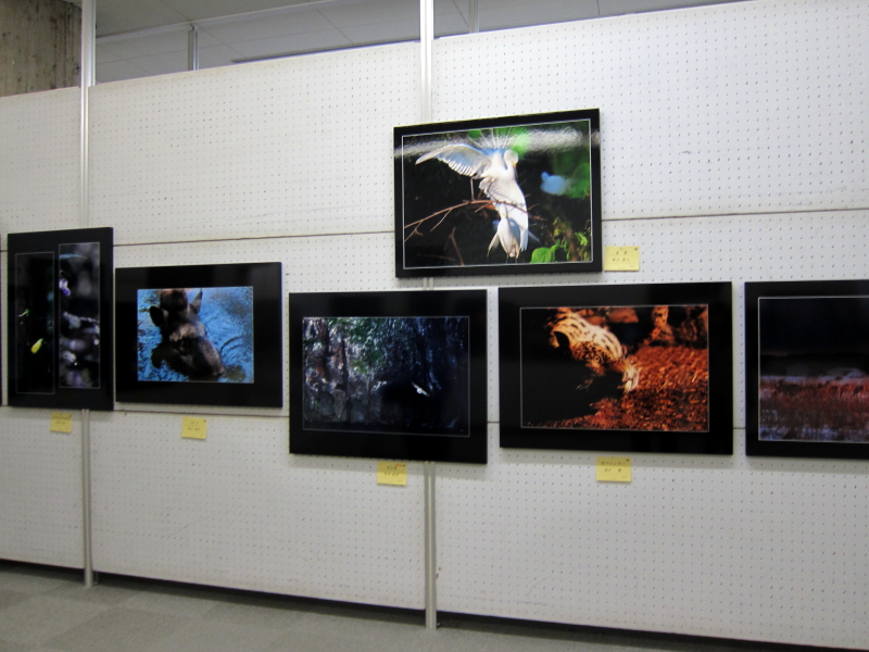 愛媛県美術館 第61回秋季 県展 とべ動物園の「バク」と「夜のジャガー」写真入選