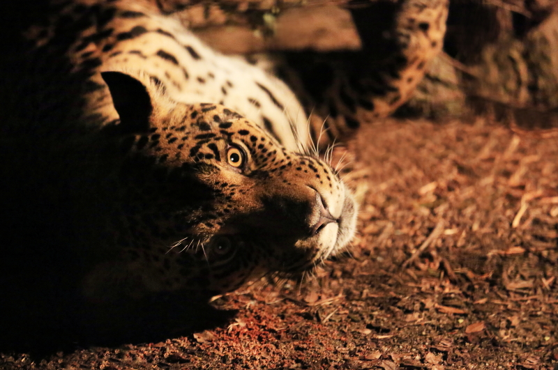愛媛県美術館 第61回秋季 県展 とべ動物園の「バク」と「夜のジャガー」写真入選