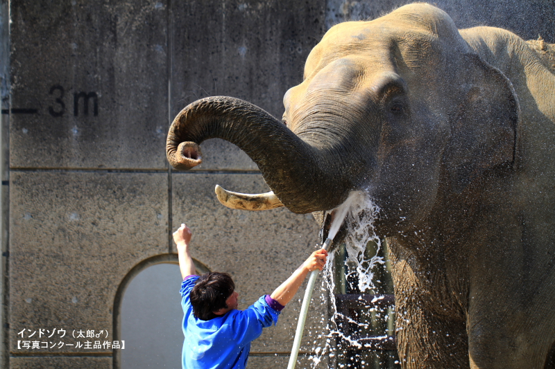 副会長撮影の写真が2013年とべ動物園オリジナルカレンダーの1月に選ばれました。