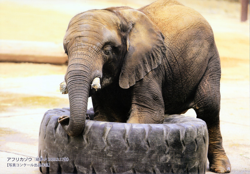 副会長撮影の写真が2013年とべ動物園オリジナルカレンダーの3月に選ばれました。