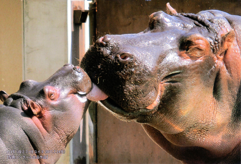 ひろ吉さん撮影の写真が2013年とべ動物園オリジナルカレンダーの7月に選ばれました。