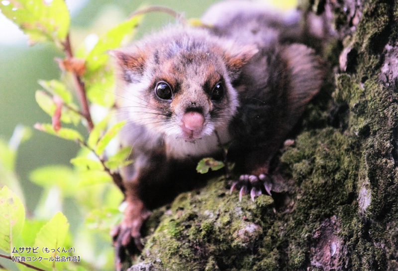 なかやんさん撮影の写真が2013年とべ動物園オリジナルカレンダーの10月に選ばれました。