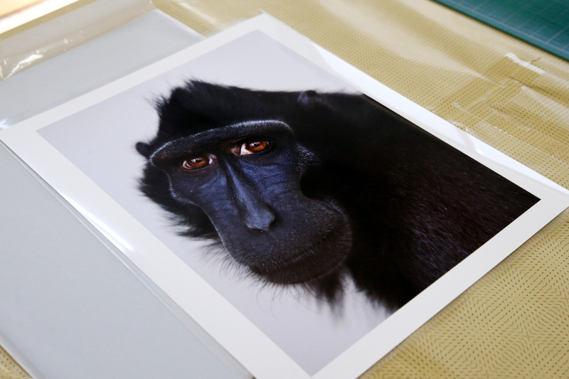 副会長が、第38回 2013年JPS展(公益社団法人 日本写真家協会)の写真コンテストに「入選」です。