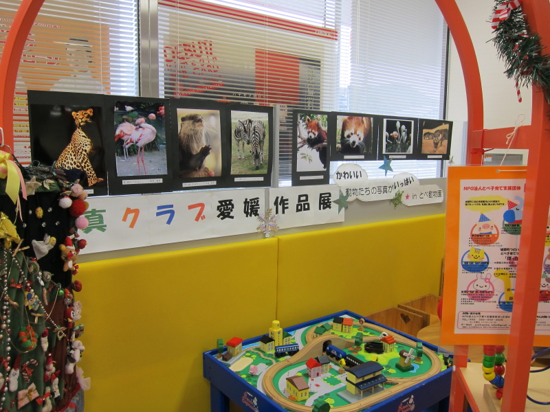 愛媛銀行砥部支店さんにてとべ動物園写真展開催です。