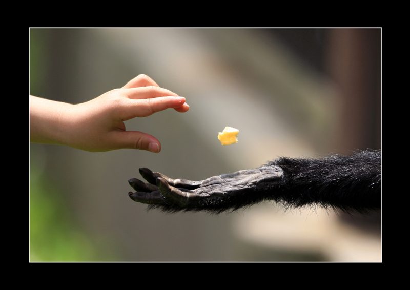 写真コンテストに応募したクロクモザルの写真