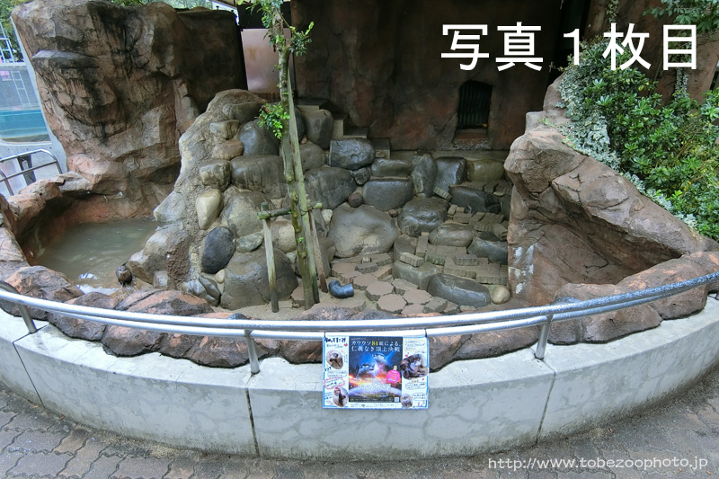 カワウソ