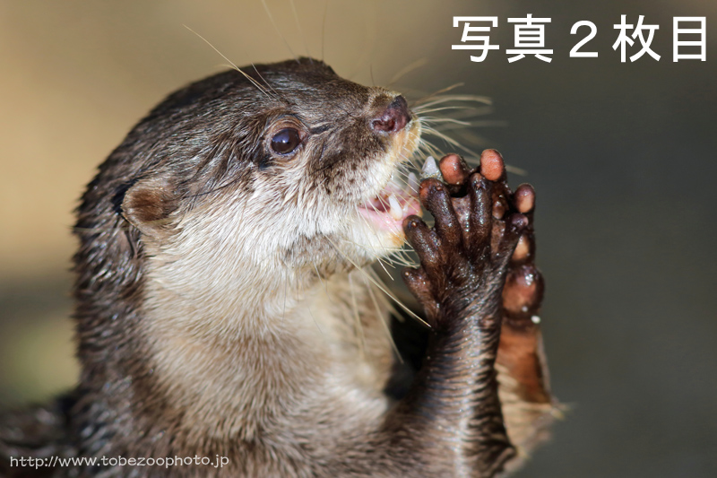 カワウソ