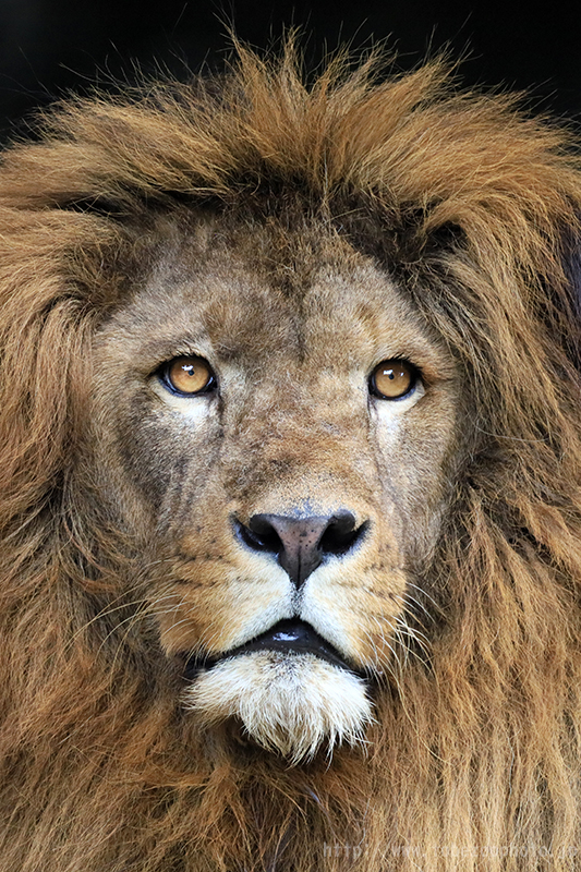 超望遠レンズ キヤノン「Canon RFレンズ RF800mm F11 IS STM」 とべ動物園にて実写レビュー