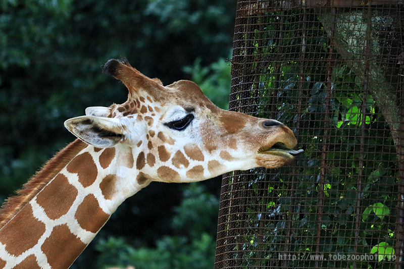 超望遠レンズ キヤノン「Canon RFレンズ RF800mm F11 IS STM」 とべ動物園にて実写レビュー