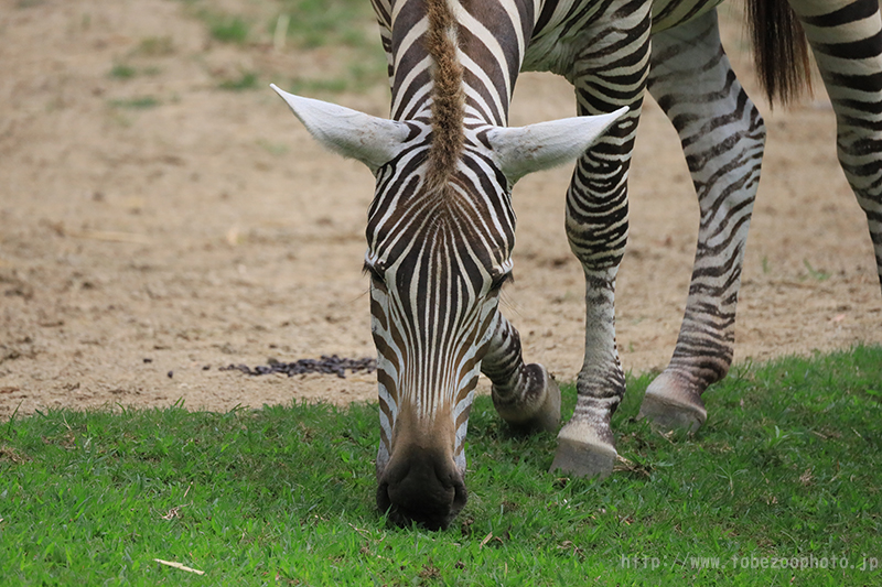 超望遠レンズ キヤノン「Canon RFレンズ RF800mm F11 IS STM」 とべ動物園にて実写レビュー
