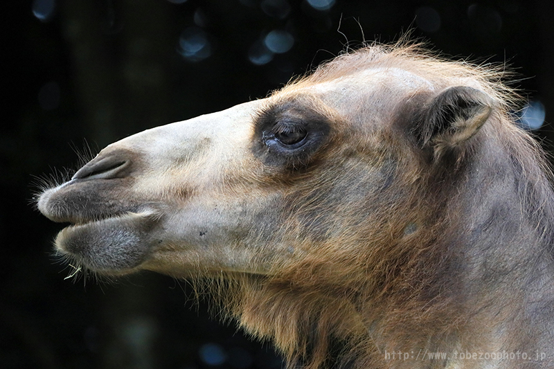 超望遠レンズ キヤノン「Canon RFレンズ RF800mm F11 IS STM」 とべ動物園にて実写レビュー
