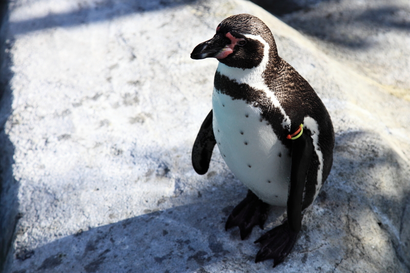 こじんまりしているフンボルトペンギン