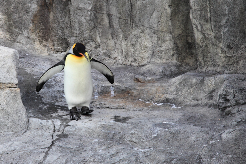オウサマペンギン登場！