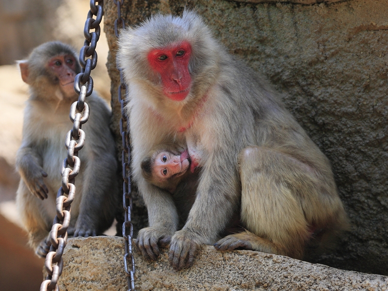 猿 と 触れ合える 動物園