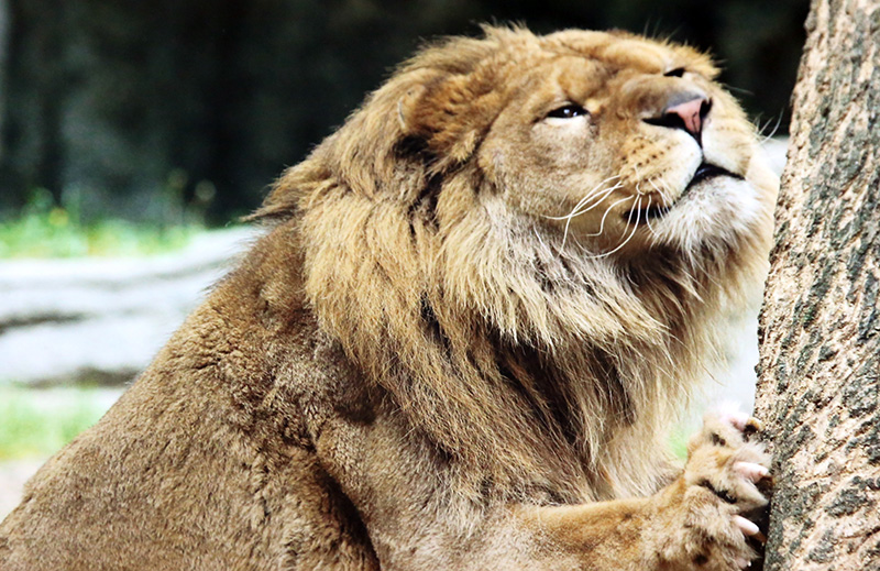 第1回とべ動物園写真コンテスト　気持ち良いで賞「オトコの身だしなみ」