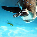 第1回とべ動物園写真コンテスト　遊びま賞「一緒に泳ごうよ」