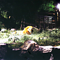 第1回とべ動物園写真コンテスト　夜ZOOで賞「覚醒」