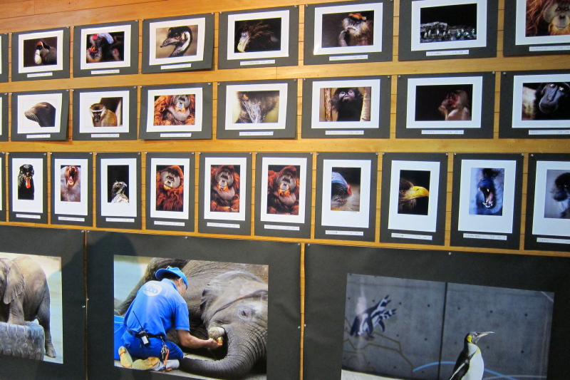 第1回とべ動物園写真コンテスト　写真展の準備７