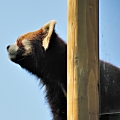 とべ動物園で撮影したレッサーパンダの写真です。