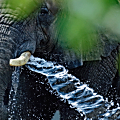 第2回とべ動物園写真コンテスト　会員賞「水を飲むゾウ」