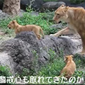 とべ動物園 ライオン親子 さくらとリリ花のお散歩　（動画・YouTube）