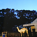 第4回とべ動物園写真コンテスト　入賞・受賞作品「月の砂漠を歌う夜」です。