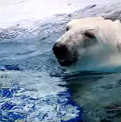 とべ動物園 お外プールで泳ぐしろくまピース（2015/08/16撮影）　（動画・YouTube）