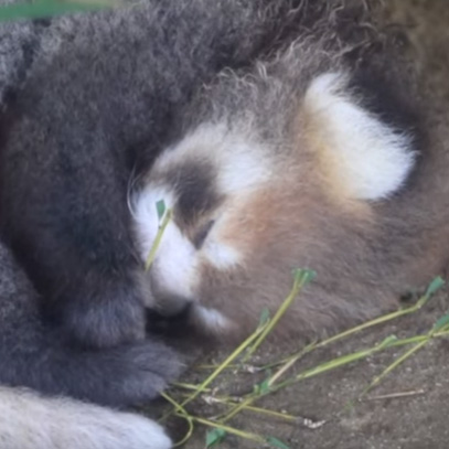 とべ動物園 レッサーパンダの赤ちゃん （2015/08/30 撮影）　（動画・YouTube）