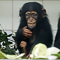 チンパンジーの赤ちゃんの夕食中