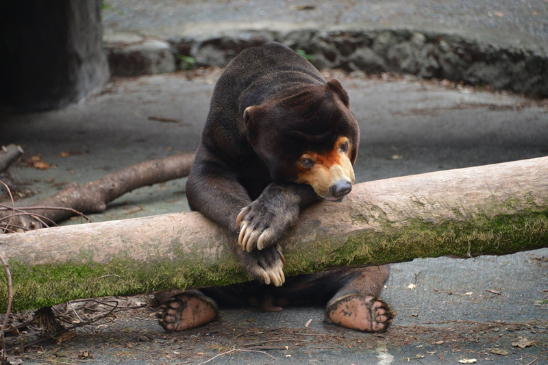 マレーグマ（SunBear）界のハンサムボーイ１