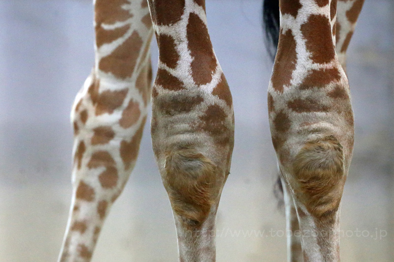 キリンの杏子ちゃんの足 脚１　 （撮影：Canon 1DX）