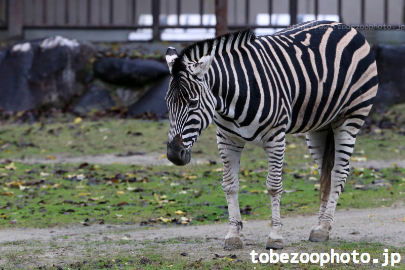 チャップマンシマウマのよんちゃんをナナメ横から撮影 馬 ウマ 愛媛県立とべ動物園にて撮影 とべ動物園 動物園写真クラブ愛媛 公式webサイト