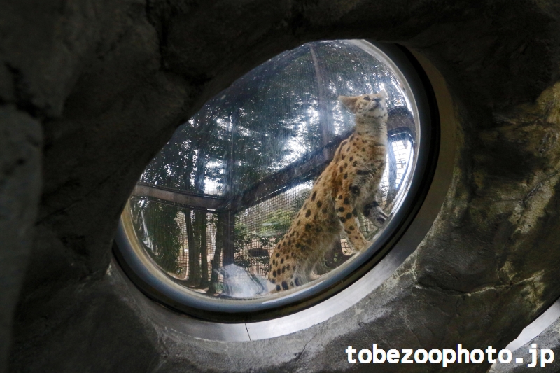 とべ動物園ねこ歩きイベントにてドームから見たサーバルちゃんです。