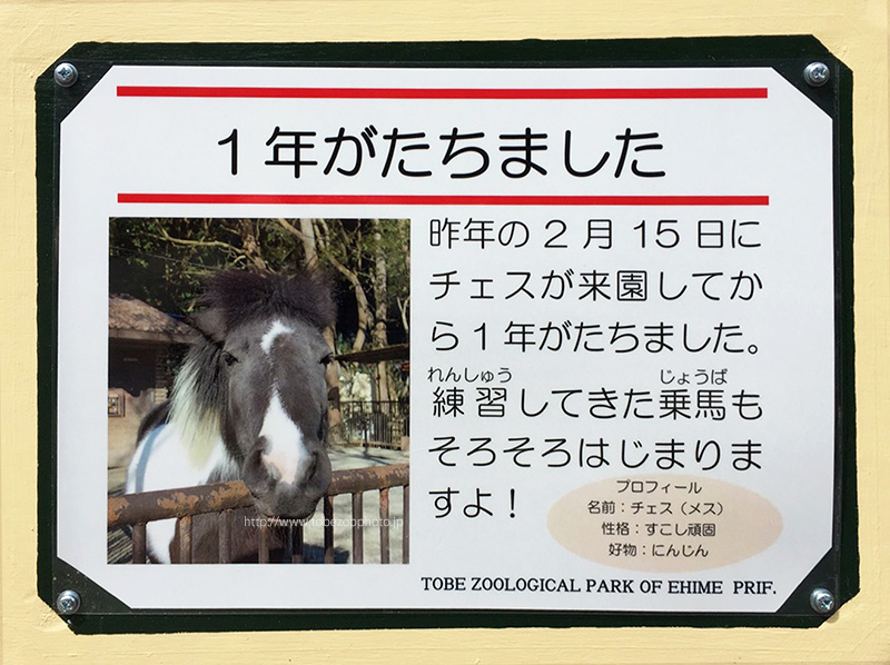 １年がたちました　「ポニー　チェス　乗馬練習中」