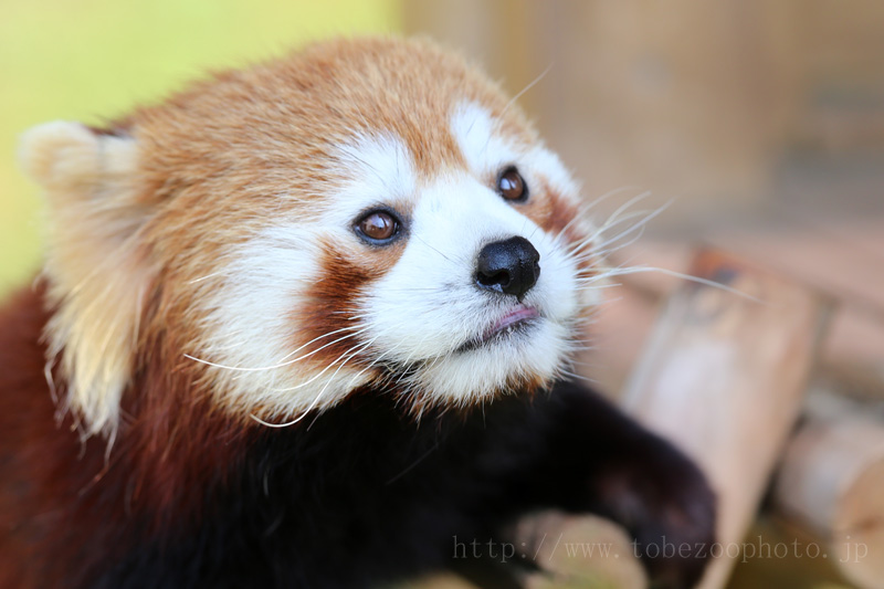 見上げるレッサーパンダさん かわいい レッサーパンダ 愛媛県立とべ動物園にて撮影 とべ動物園 動物園写真クラブ愛媛 公式webサイト