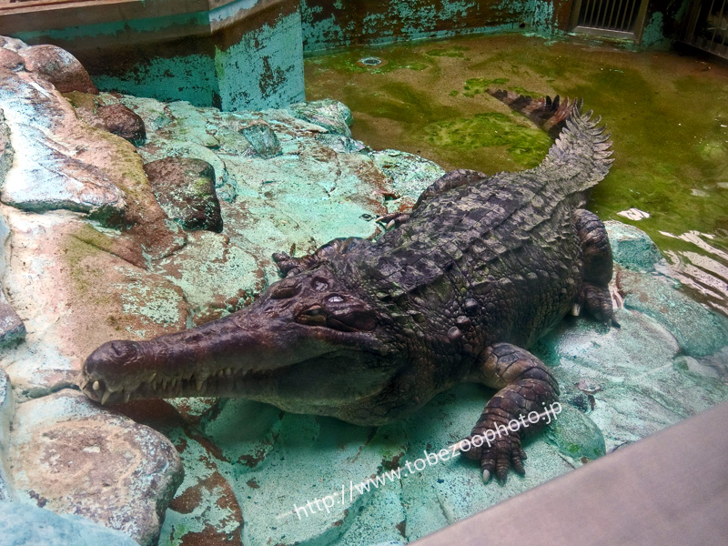 大迫力のワニ 鰐 わに ワニ カメ 爬虫類 愛媛県立とべ動物園にて撮影 とべ動物園 動物園写真クラブ愛媛 公式webサイト