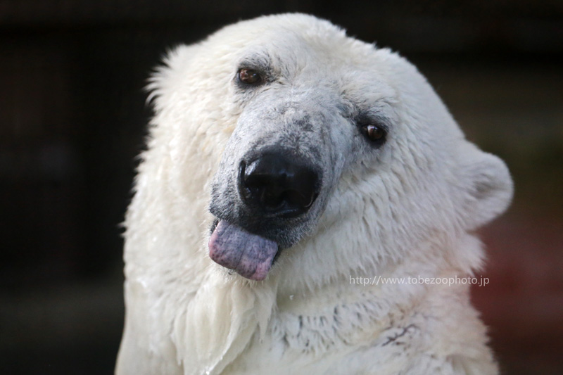 舌を出して愛らしくかわいい しろくまピースさん しろくまピース バリーバ 愛媛県立とべ動物園にて撮影 とべ動物園 動物園写真クラブ愛媛 公式webサイト