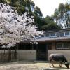水牛と桜