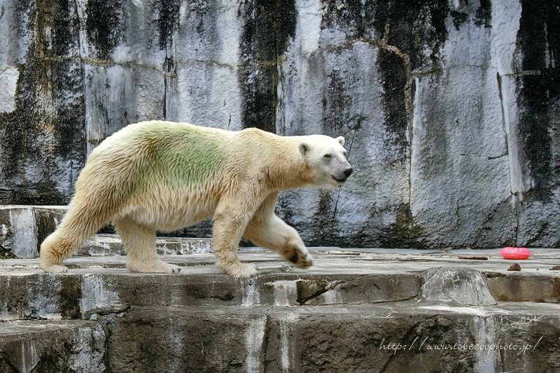 Canon 1DX + 300mm F2.8ŗBɒ