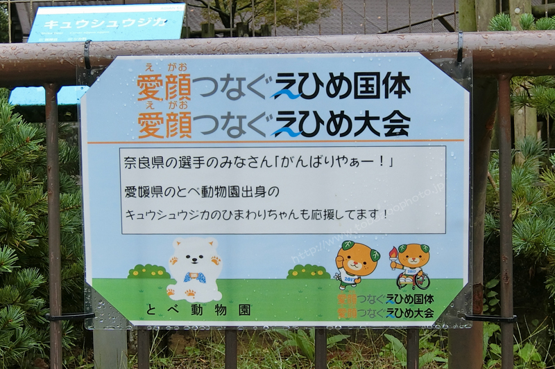 えひめ国体 とべ動物園 メッセージボード 奈良県の選手のみなさん　愛媛県 とべ動物園出身 キュウシュウジカのひまわりちゃんが応援
