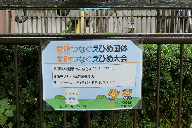 えひめ国体 とべ動物園 メッセージボード 鳥取県の選手のみなさん　愛媛県 とべ動物園出身 オラウータンのディディくんが応援