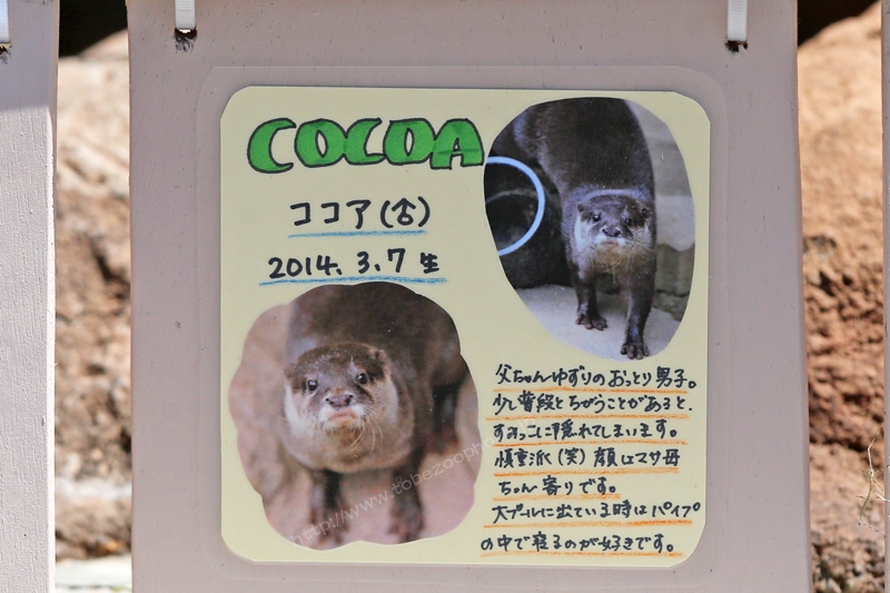 ＣＯＣＯＡ　ココア（♂）　２０１４．３．７生　写真付き手作り看板