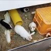 とべ動物園の大人気イベント「ウサギ・モルモットのスキンシップ」でお馴染みのウサギさん、モルモットさん