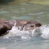 アフリカゾウの砥愛ちゃん、プールで水遊び