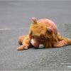 愛媛県立とべ動物園 ・ 動物脱出対策訓練の写真１６